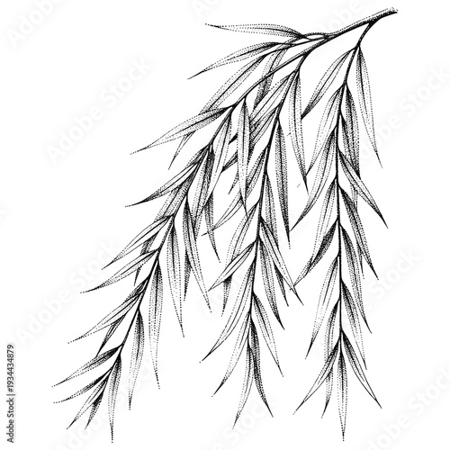 Delicate black and white illustration of weeping willow branches with long, slender leaves