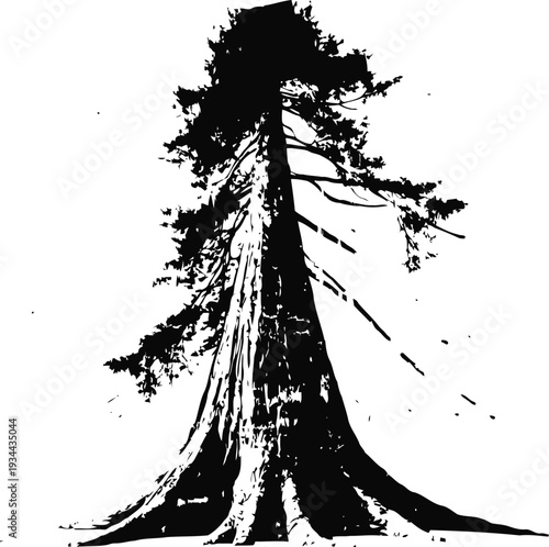 silhouette of a tall conifer tree with branches and wide roots isolated on white background