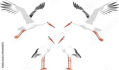 White stork birds in flying and standing poses vector illustration set