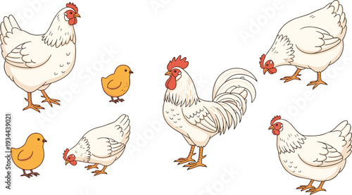 White hen rooster and chick farm poultry vector illustration set