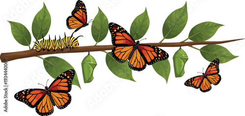 Monarch butterfly life cycle vector illustration featuring orange butterflies caterpillar and green chrysalis on a leafy tree branch for nature education
