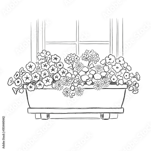 Charming sketch of a window box overflowing with a variety of blooming flowers