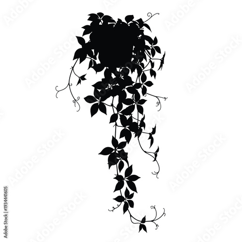 Silhouette of a hanging vine with detailed leaves and tendrils against a white background