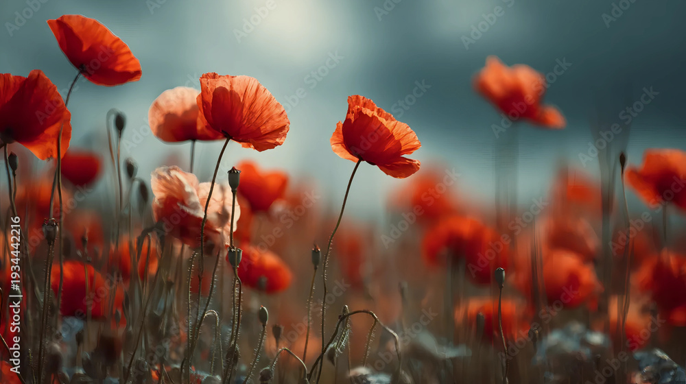 Obraz premium Vibrant Red Poppies Blooming in Misty Meadow at Dusk | Close-up Orange Poppy Flowers in Soft Foggy Field with Grass