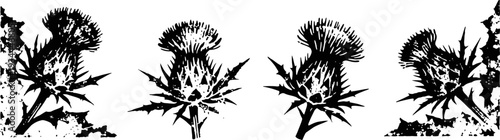 Black and white digital illustration of thistle flowers in various stages of bloom, detailed botanical design