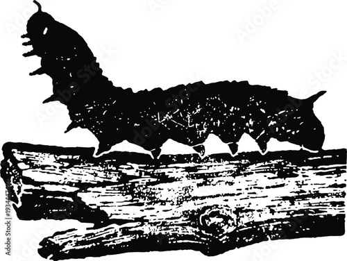 Black caterpillar silhouette crawling on a textured wooden branch isolated on white background