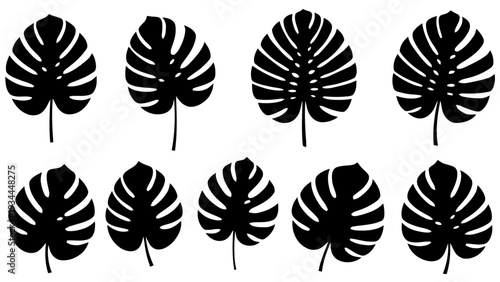 Vector illustration of set of eight black silhouette monstera leaves on a transparent background