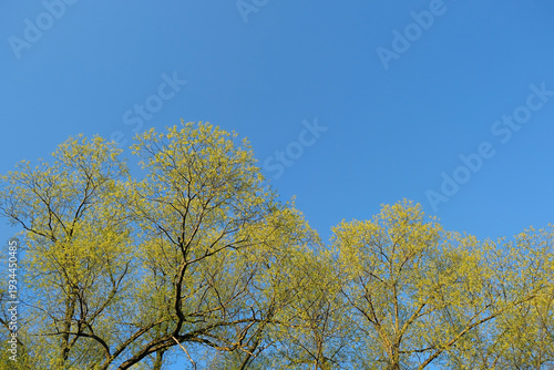 Tableau sur toile crones of trees with young little spring foliage against blue sky, abstract nature background