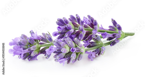 Lavender flowers isolated on white background 