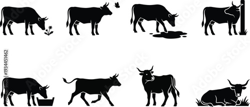 Set of black silhouette illustrations depicting various cow activities in a farm setting, showcasing grazing, feeding, and resting actions.