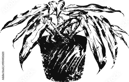 Black and white sketch of a potted leafy houseplant with elongated drooping leaves