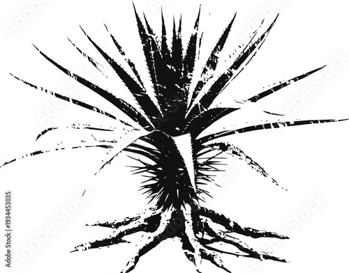 Monochrome yucca plant illustration with spiky leaves and visible roots detailed botanical drawing