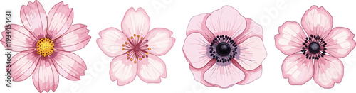 Set of pink blooming flowers isolated botanical vector illustration