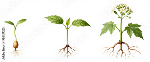 Detailed botanical illustration showcasing the entire plant growth from seedling to flowering plant for a life cycle concept and natural evolution