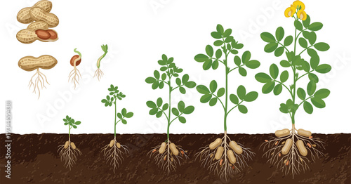 Peanut Plant Growth Stages Illustration from Seed Germination to Mature Flowering Crop with Root Development