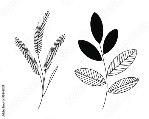 Botanical illustration of wheat spike and leafy plant with serrated edges