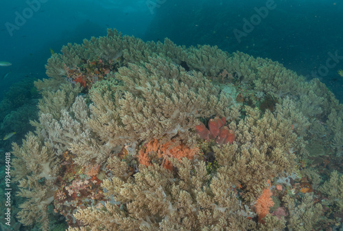 Wallpaper Mural Coral reef and water plants in the Sea at Apo Island, Philippines
 Torontodigital.ca