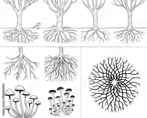 Illustrations of different types of plant root systems and mycorrhizal networks