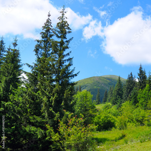 Summer in the Carpathians with fir forest and mountain peak view.