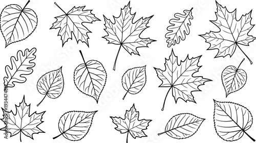 Assorted leaf varieties from different deciduous trees