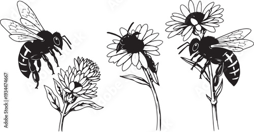 Bees flying around flowers in black and white illustration