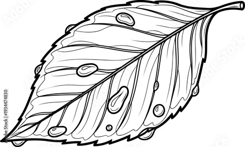Detailed leaf illustration features glistening water droplets