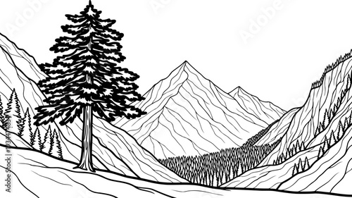Evergreen fir tree on a mountain slope overlooking a deep valley