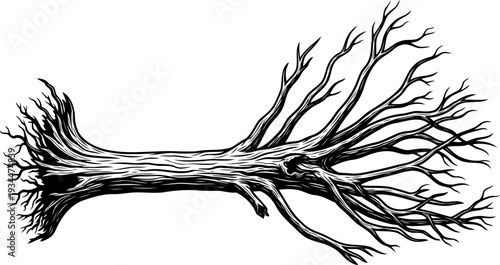 Fallen dead tree log with bare branches on the ground