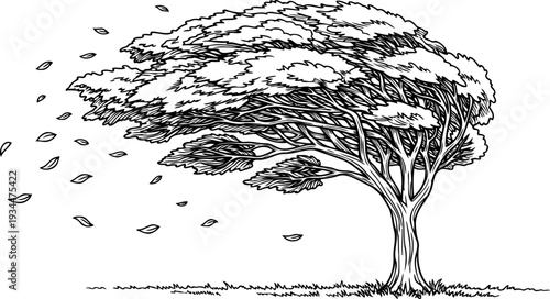 Tree shedding leaves during a strong autumn wind storm illustration