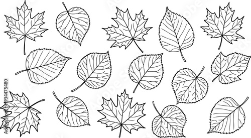 Various deciduous leaves including maple and birch foliage types