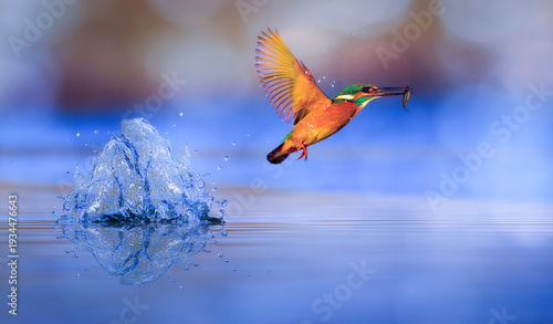 Kingfisher. Colorful nature background. Bird: Common Kingfisher. Alcedo atthis.