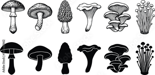 Vintage Mushroom Illustration and Silhouette Set, Hand Drawn Edible and Poisonous Fungi Icons, Wild Forest Mushrooms for Nature and Botanical Design