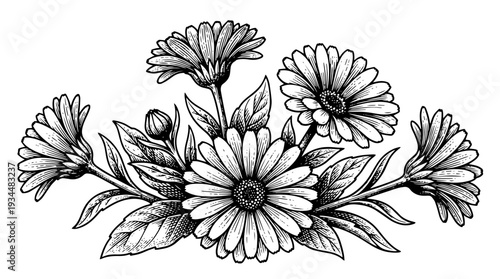 Daisy bouquet of wildflowers vector engraving style isolated on white background for greeting card branding floral packaging label design and decorative print artwork