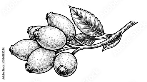Lemon branch with citrus fruit and leaves vector engraving style isolated on white background for food branding packaging label design and fresh ingredient illustration