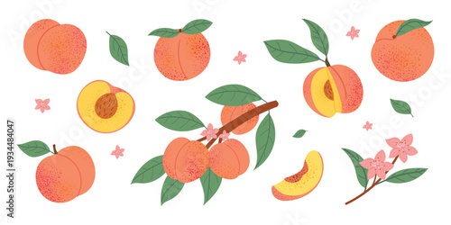 Peach fruit set with whole ripe peaches, half, slice, branch with leaves and blossom. Fresh summer stone fruit collection. Flat vector illustration isolated on white background.