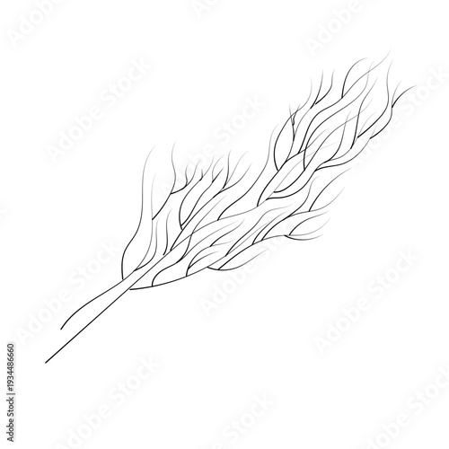 A sprig of dill in doodle style. Openwork illustration isolated on a white background.
