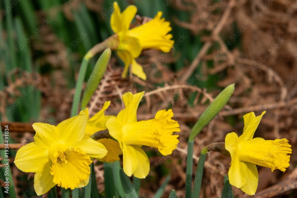 Fototapeta premium beautiful bright yellow daffodils spring flowers