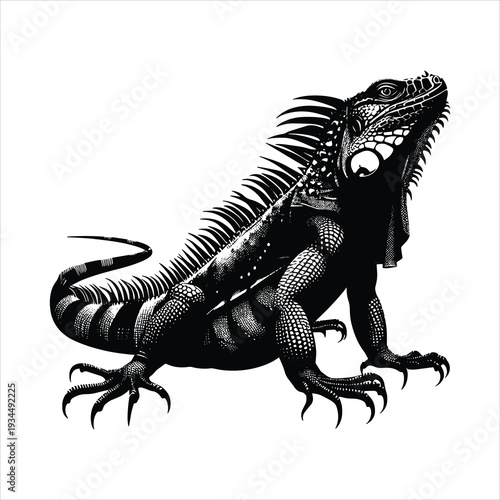 iguana on whitebackground