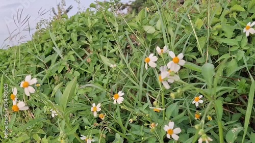 The wind-blown grass flower, Ketul flower (also known as Ajeran, Hareuga, or Jotang), has the scientific name Bidens pilosa or Bidens alba. This plant is often considered a weed or wild plant