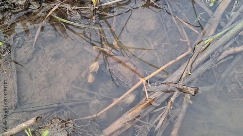 Yuyu, or freshwater crabs. Yuyu generally live in freshwater bodies such as rivers, swamps, and dams, and are often found in rice fields