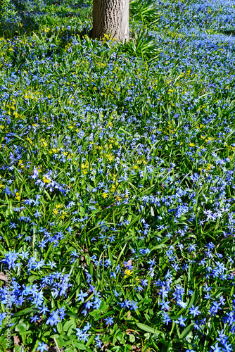 Flowers in the Springtime