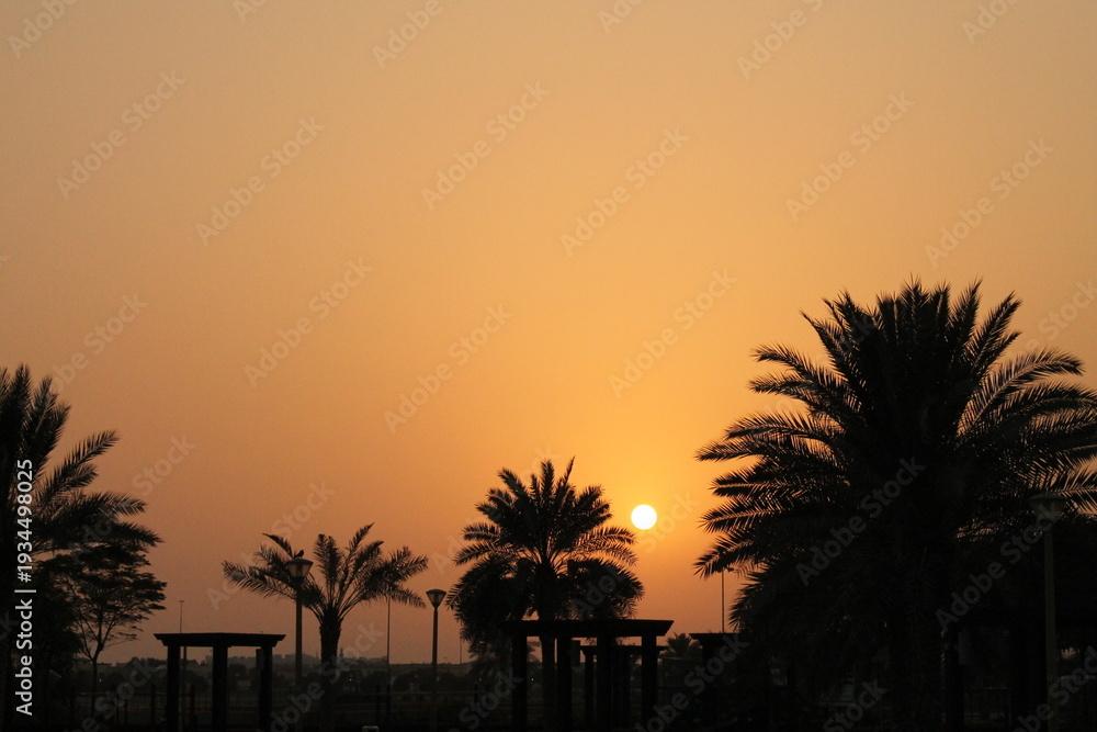 Fototapeta premium palm trees at sunset