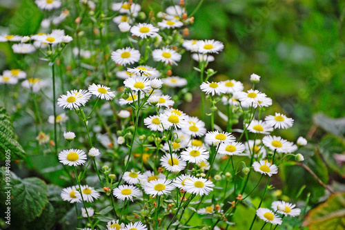 Daisies