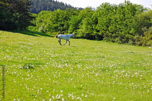 Field with horse