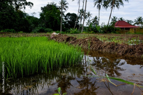 A serene landscape showcasing a vibrant rice field with lush green shoots and mirrored reflections in the water, captured in a realistic style, set against a backdrop of tropical trees and a