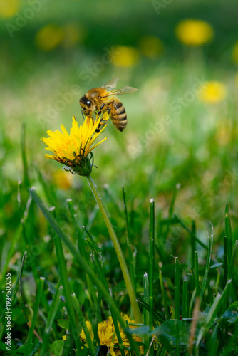 Honeybee collecting nectar from yellow dandelion flower in green grass