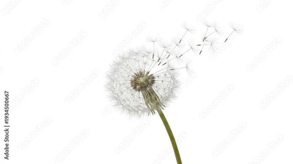 Fototapeta premium Delicate Dandelion Seed Head Floating Away in a Soft Breeze on a Clean White Background