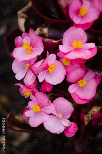 The ever-blooming begonia