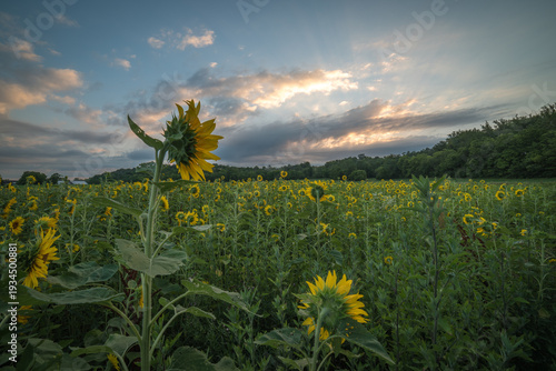 Bild auf Leinwand sunflower field sunrise cincinnati ohio