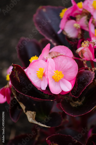 The ever-blooming begonia